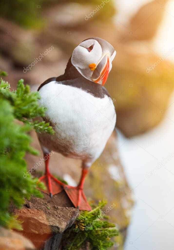 Cute Puffin on the rocks at latrabjarg Iceland.