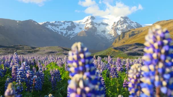 Typiskt isländskt landskap med blommande lupinblommor. — Stockvideo