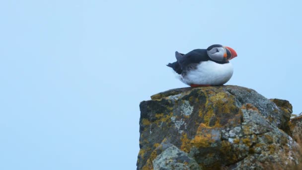 Papageitaucher auf den Felsen bei latrabjarg Island. — Stockvideo