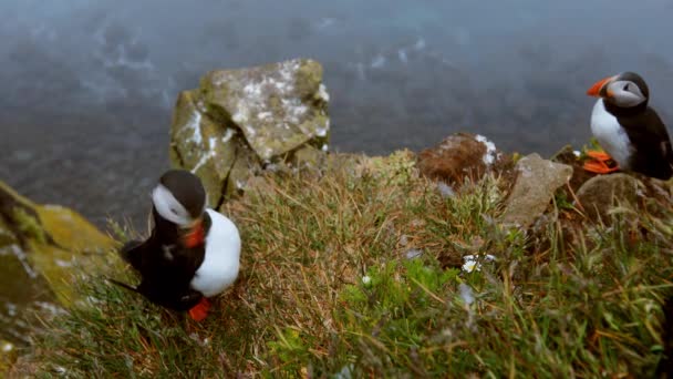 Puffins en las rocas en latrabjarg Islandia . — Vídeo de stock