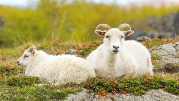 Typowa biała owca z jagnięcinami na pastwisku w Islandii — Wideo stockowe