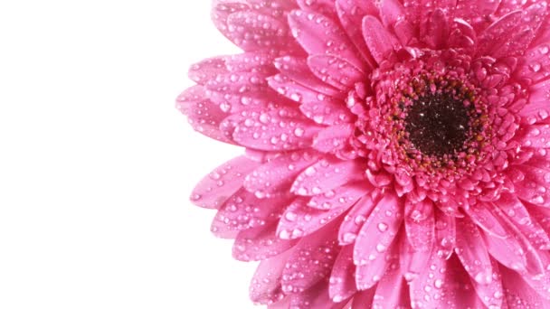 Belle marguerite gerbera colorée avec des gouttes d'eau tombant. Plan au ralenti super . — Video