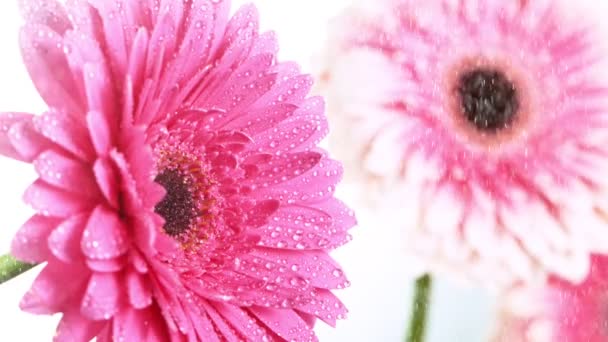 美丽的五彩斑斓的菊花,水滴飘落.超级慢镜头. — 图库视频影像