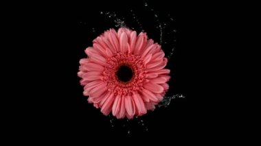 Su sıçramalı güzel renkli Gerbera papatya rotasyonu. Süper yavaş çekim..