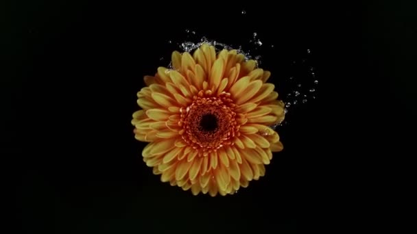 Bella rotazione colorata gerbera margherita con spruzzi d'acqua. Super slow motion shot. — Video Stock