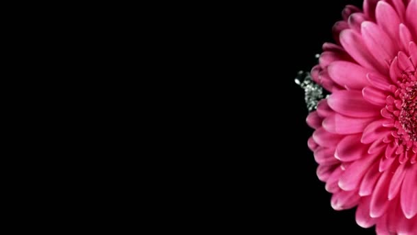 Beautiful colorful gerbera daisy rotation with water splash. Super slow motion shot. — Stock Video