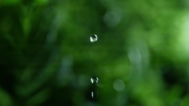 Friss zöld levelek vízcseppekkel a víz felett, kikapcsolódás vízhullám csepp koncepcióval, lassított felvétel — Stock videók
