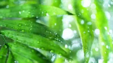 Su damlaları düşen taze yeşil yapraklar, su dalgalı gevşeme konsepti, yavaş çekim
