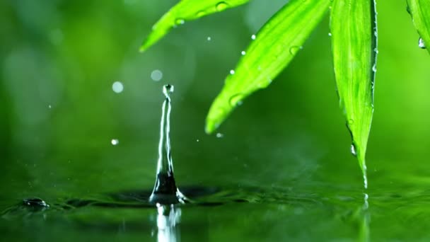 Frische grüne Blätter mit Wassertropfen über dem Wasser, Entspannung mit Wassertropfen-Konzept, Zeitlupe — Stockvideo