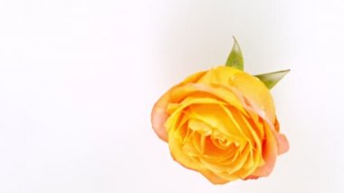 Krem sıvıya düşen güzel renkli gül çiçeği. Süper yavaş çekim..