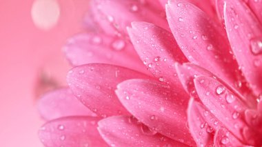 Su Damlaları Düşen Güzel Renkli Gerbera Daisy.