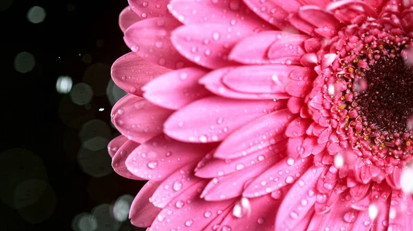 Beautiful colorful gerbera daisy with water drops falling.