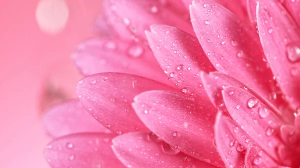 Margarida de Gerbera colorida bonita com queda de gotas de água. — Fotografia de Stock