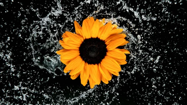 Girassol bonito flor rotação com respingo de água — Fotografia de Stock
