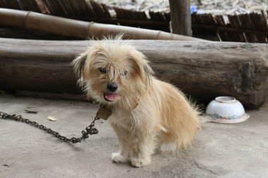 Bir zincir üzerinde üzgün küçük köpek