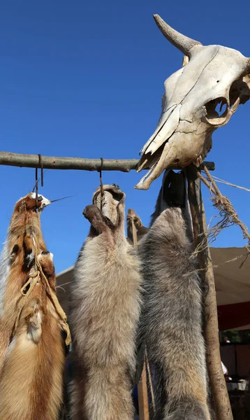 野生動物日焼け毛皮と和解の頭蓋骨 — ストック写真