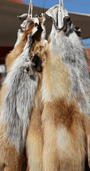 野生動物の毛皮および皮の日焼け — ストック写真
