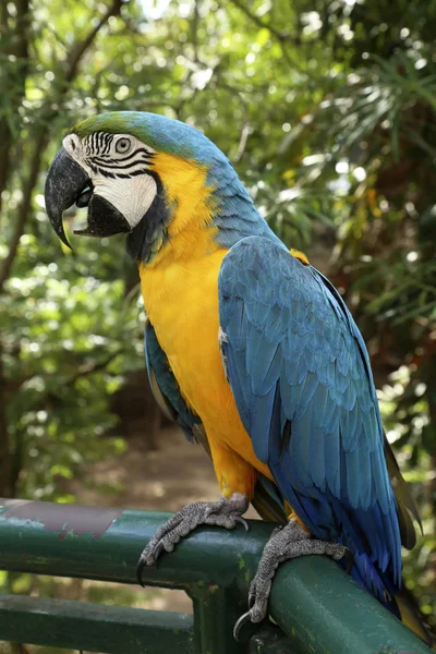 Amazone bleue et jaune - Ara arararauna dans un zoo — Photo