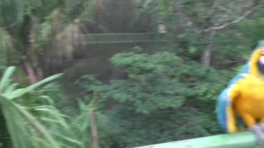 Mavi ve sarı Amerika papağanı papağan, Ara Ararauna, Guembe Parkı, Santa Cruz De La Sierra, Bolivya portresi