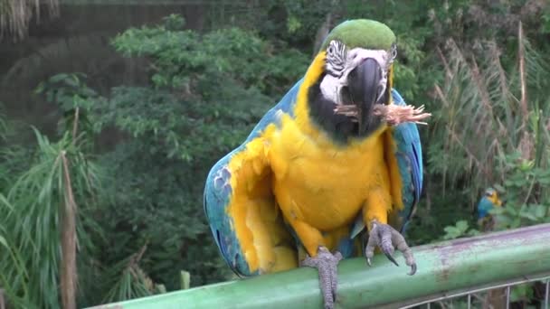 Παπαγάλος Macaw Μπλε Και Κίτρινο Ara Ararauna Ζωολογικό Κήπο Guembe — Αρχείο Βίντεο