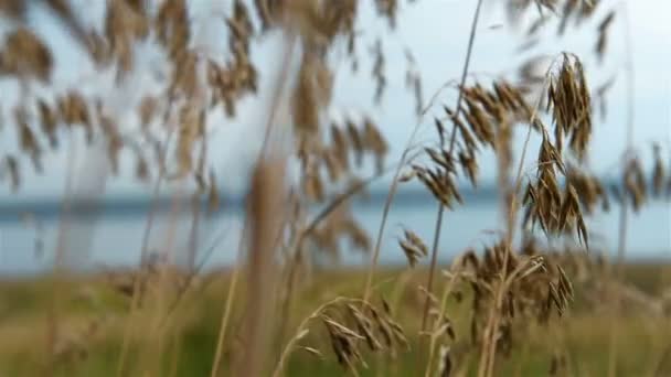 Pole pszenicy dziki w okresie letnim. Zwolnionym tempie efekt — Wideo stockowe