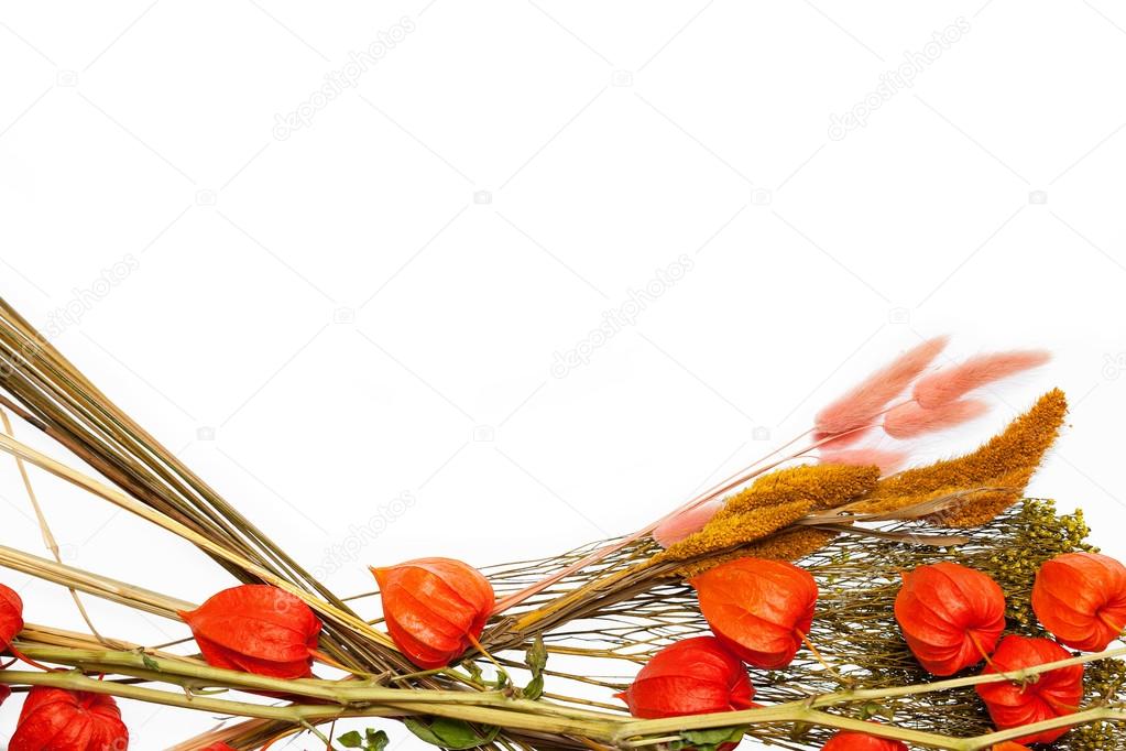 a bouquet of dried flowers and plants isolated on a white background. space for the designer, place for text