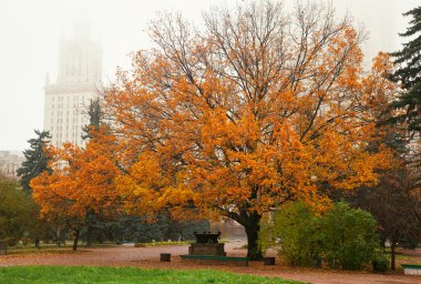 Beautiful autumn oak tree in a park on the territory of the Moscow State University clipart