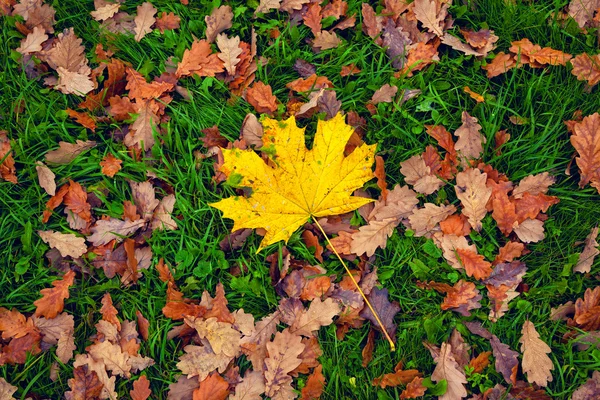 Yellow maple leaf, dry oak leaves, green grass. View from above — Stock Photo, Image