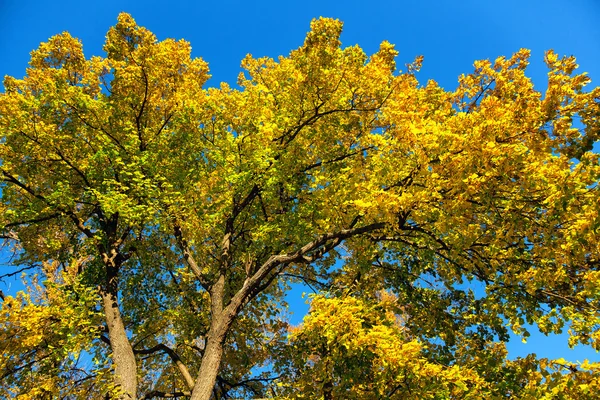 Lípy Pozadí Modré Oblohy Podzimní Detail — Stock fotografie