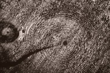 arka plan doku Boyutlanmış kereste. çatlak ve deniz mili closeup ile ahşap. ağacın halkaları zaman
