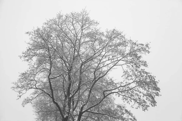 Árbol Crohn en invierno. Ramas desnudas, silueta de árbol . — Foto de Stock