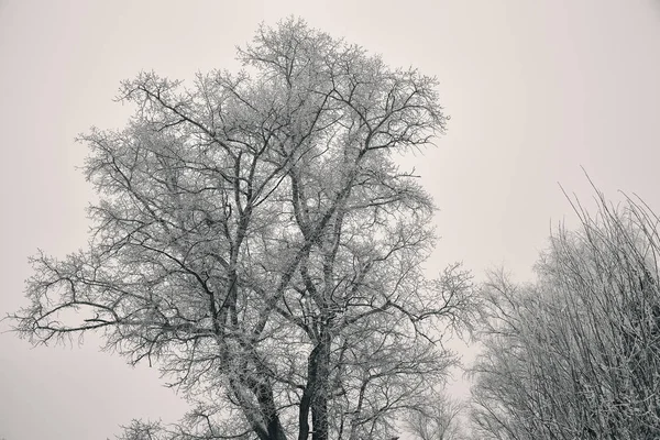 Zimowe drzewa, gołe gałęzie bez liści, pokryte szronu. Sylwetka drzewa — Zdjęcie stockowe