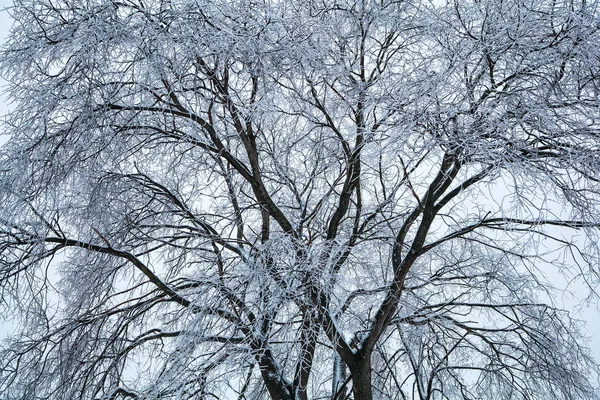 Árbol cubierto de hielo y escarcha. Fondo natural de invierno. la textura de las ramas del árbol —  Fotos de Stock