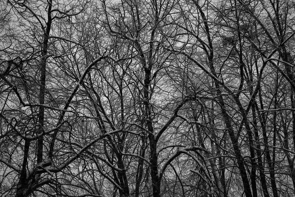 Floresta Escura Densa Árvores Negras Textura Fundo Troncos Árvore Paisagem — Fotografia de Stock