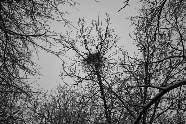 Nido de pájaros en el árbol. Las ramas oscuras de los árboles del bosque contra el cielo gris crepuscular — Foto de Stock