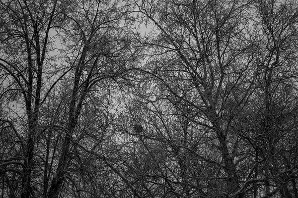 중간입니다 어두운 나무입니다 나무의 질감의 어두운 — 스톡 사진