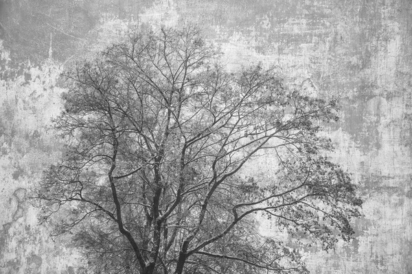 Silhouette crown of the tree on abstract grey background. Double exposure of wood and rough concrete surface