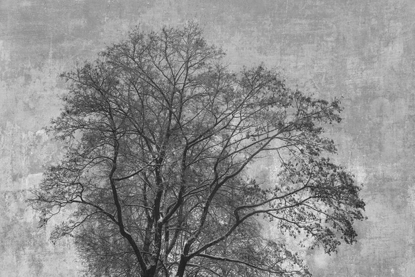 Silhouette d'arbre sur un fond abstrait. Traitement artistique des photos, double exposition — Photo
