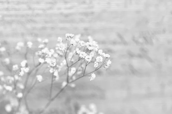 Bunga Putih Yang Indah Gypsophila Bayi Napas Bunga Cahaya Massa — Stok Foto