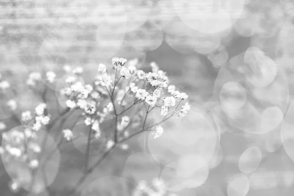 Kleine witte bloemen op een abstracte achtergrond. Aftelkalender voor Valentijnsdag. Takje bloemen gypsophila — Stockfoto