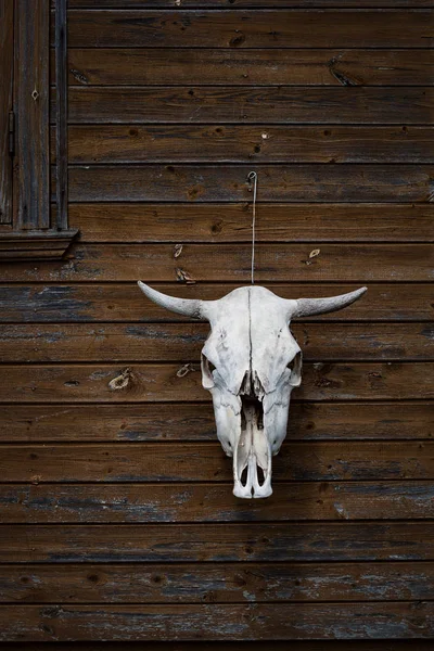 Calavera trofeo con cuernos en la pared — Foto de Stock