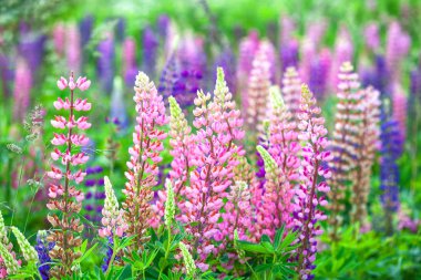 Çiçek lupins alanında