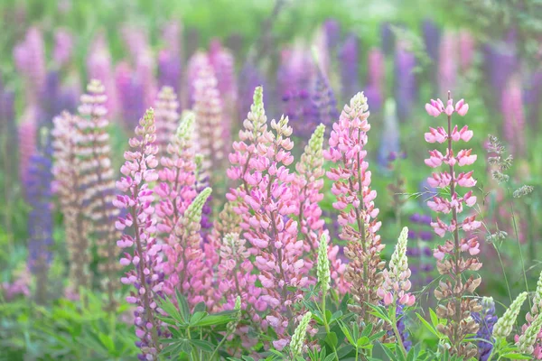 아름 다운 야생 꽃 근접 촬영입니다. 꽃 lupins, 빈티지 스타일 — 스톡 사진