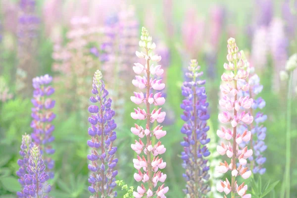 Paarse Roze Lupine Bloemen Bloeien Van Achtergrond Van Een Veld — Stockfoto