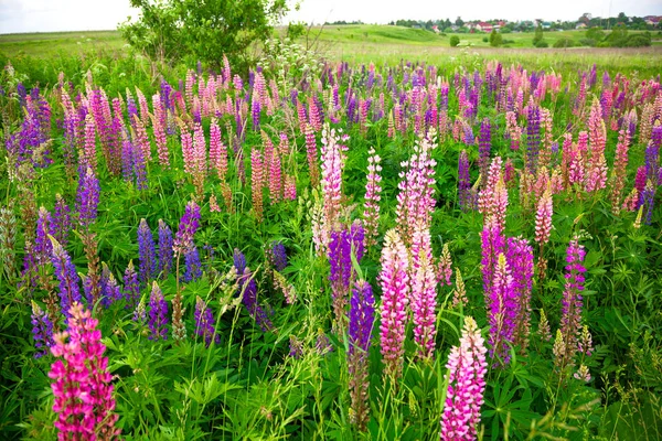 Lupine kırsal bir alanda çiçek açan bir sürü. Vahşi güzel çiçekler, yaz — Stok fotoğraf