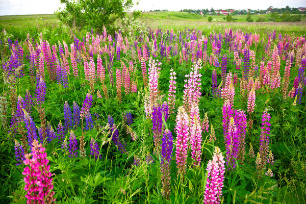 Lots of lupine blooming in a field in the countryside. Wild beautiful flowers, summertime