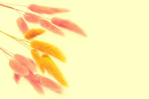Nahaufnahme Hasenschwanz (lagurus ovatus). mit flauschigen Quasten Plant.Minimalismus, Raum für Text oder Bild — Stockfoto
