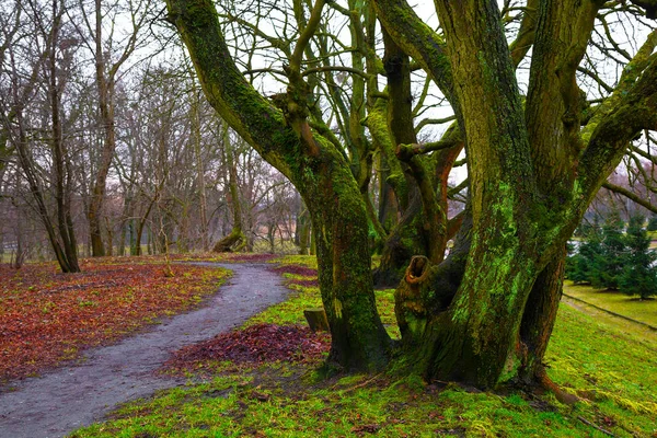 Красивый пейзаж в парке. Дерево покрыто зеленым мхом — стоковое фото
