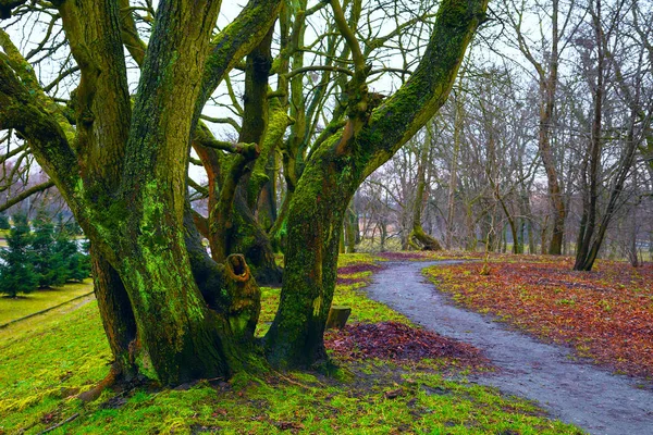 Mesés táj - nagy fákkal borított moha, az elérési utat, a lehullott levelek. Természet háttér — Stock Fotó