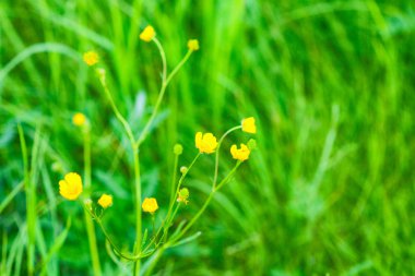Buruk, uzun süreli düğün çiçeği çiçek 